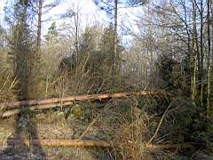 050129-Kvarnfallet 014.jpg